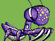 紫蟑螂