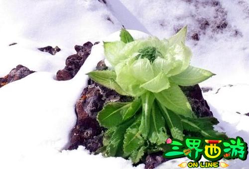 天山雪莲是非常名贵的药材,食用后,可使人神清气爽,精力旺盛.万年参王