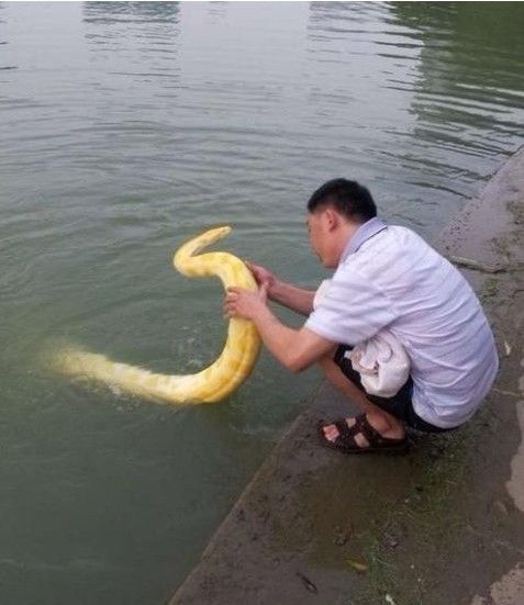 神屌丝公园溜黄金蟒九阴真经蛇窟夜惊魂