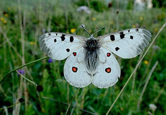 大航海时代: 最珍贵的高山蝴蝶--阿波罗绢蝶